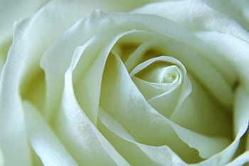 rosas blancas