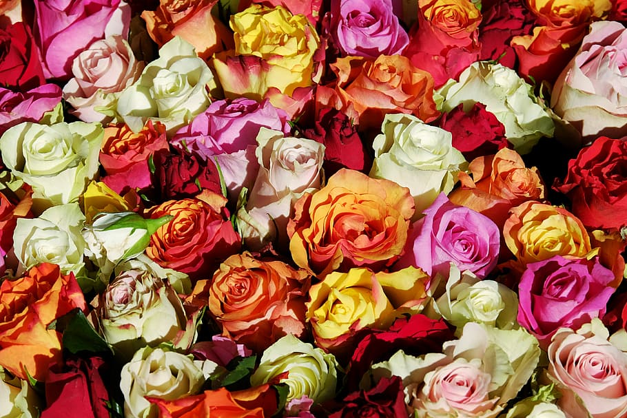 rosas de colores