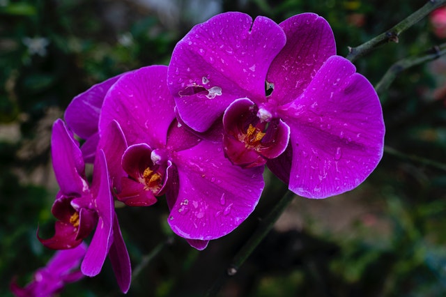orquidea morada
