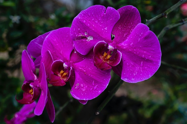 Significado de las Orquídeas por colores - Blog de Flores ✓