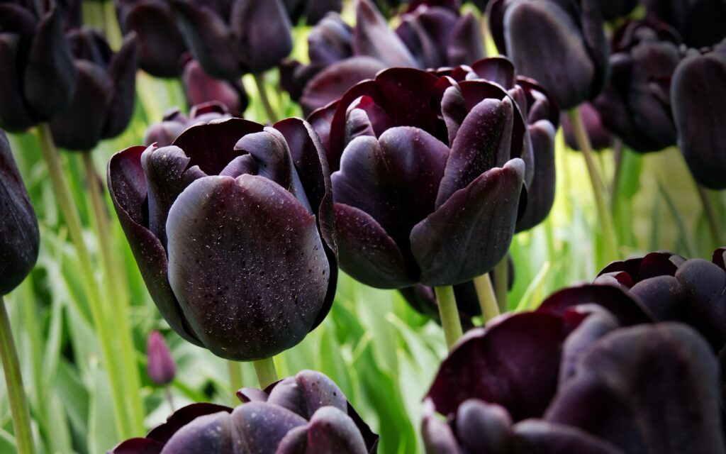 Tulipanes y su significado