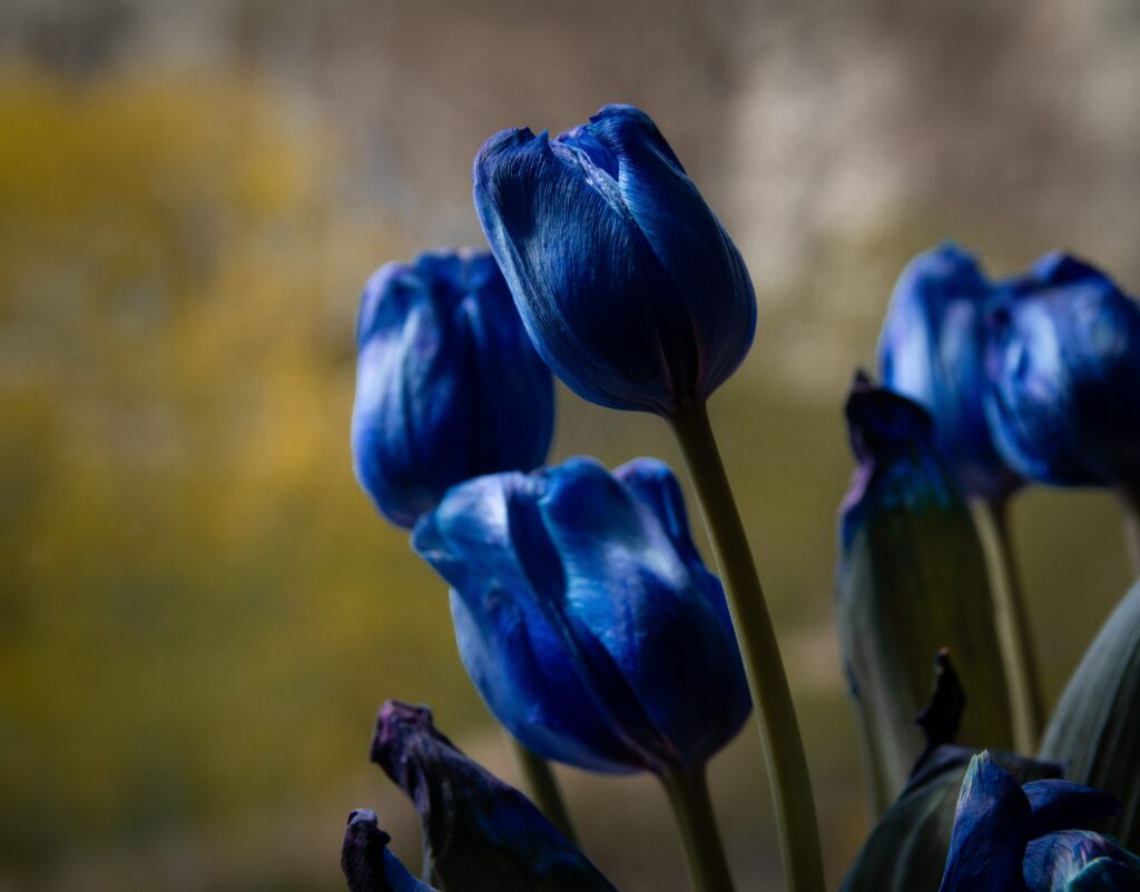 Tulipanes y su significado