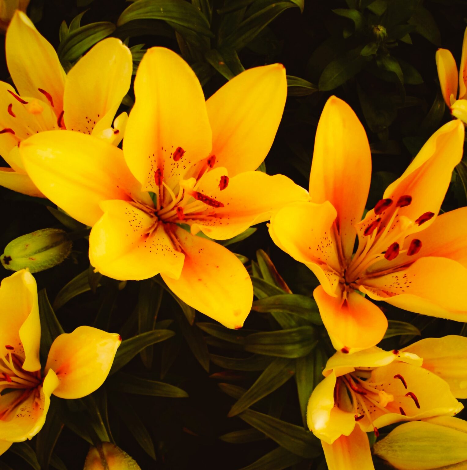 Significado de los Lirios según su color - Blog de Flores