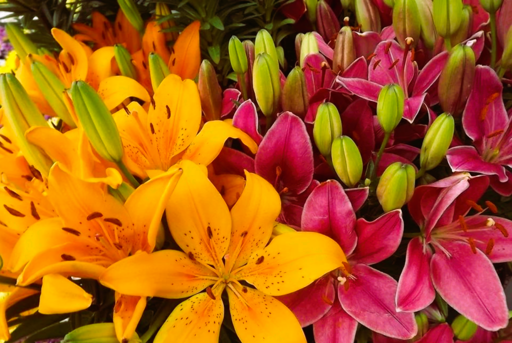 Lirios y sus significados según su color - Blog de Flores