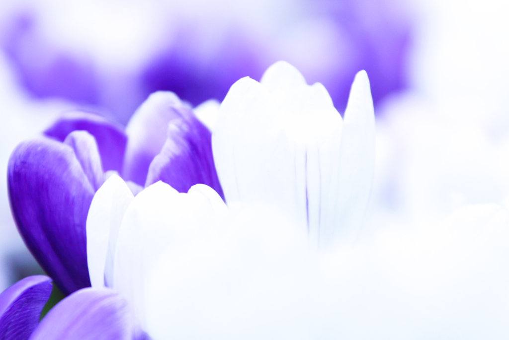 tulipanes azules y blancos