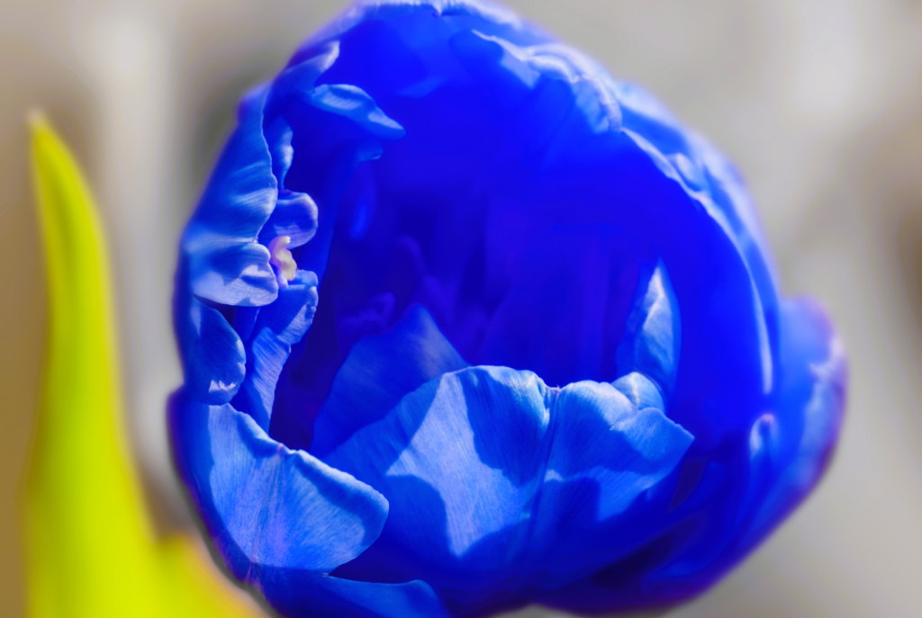 tulipán azul