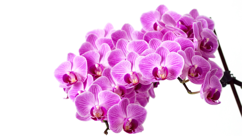 Características morfológicas de las orquídeas