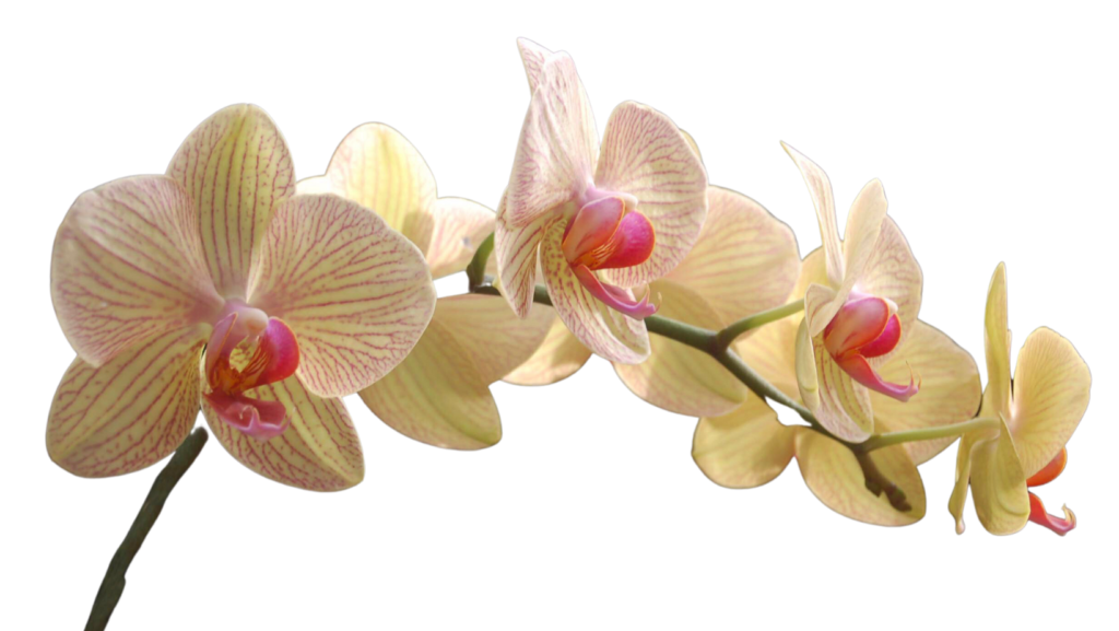 Características generales de las orquídeas y sus secretos