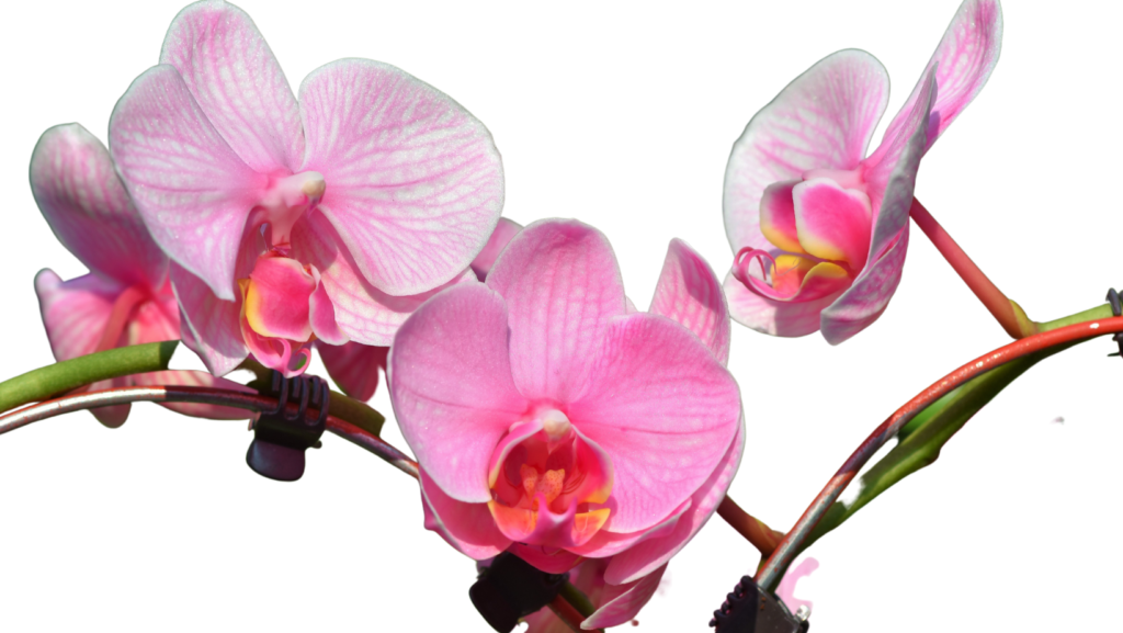 Larga duración de las orquídeas
