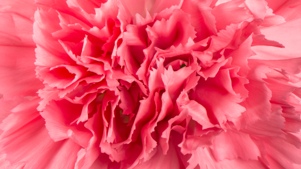 Tipos de flores rosadas y lo que debes conocer de ellas.🌷