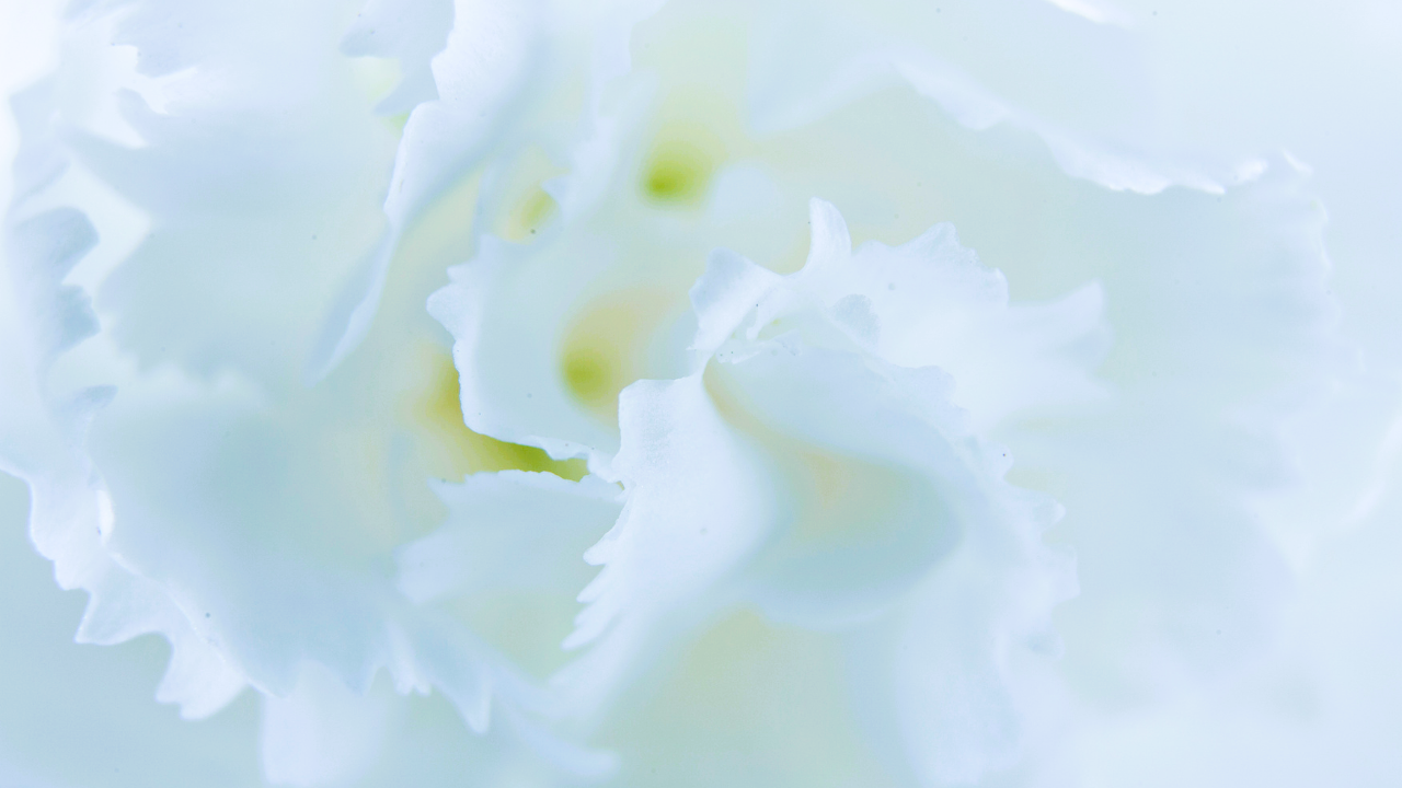 Tipos de flores blancas y sus nombres