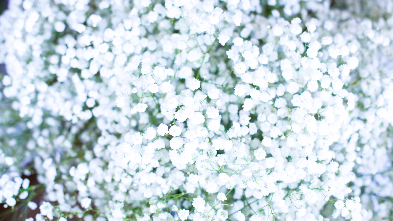 Tipos de flores blancas pequeñas