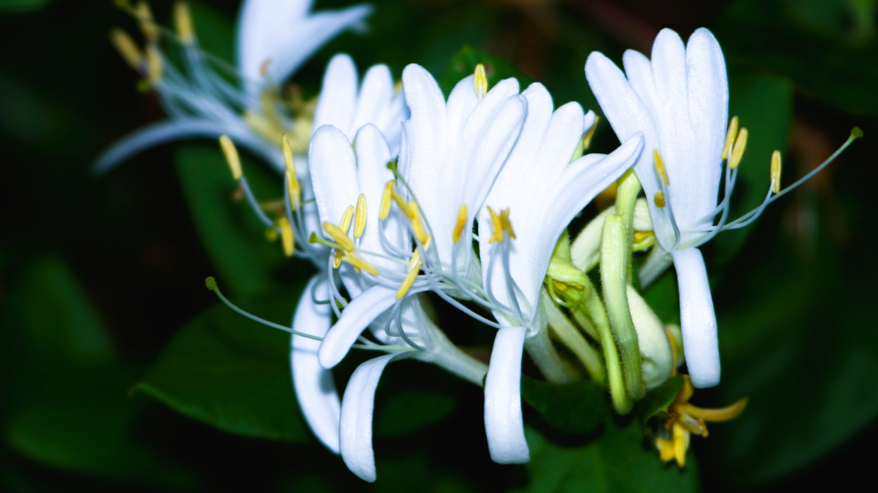 Tipos de flores blancas pequeñas