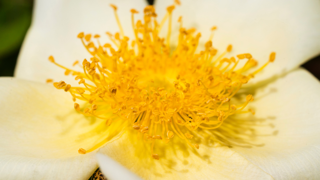 Tipos de flores blancas con centro amarillo