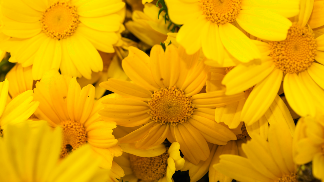 Tipos de flores amarillas y sus nombres