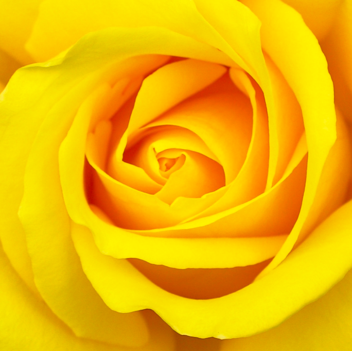 ¿Cuáles son las flores amarillas más hermosas?