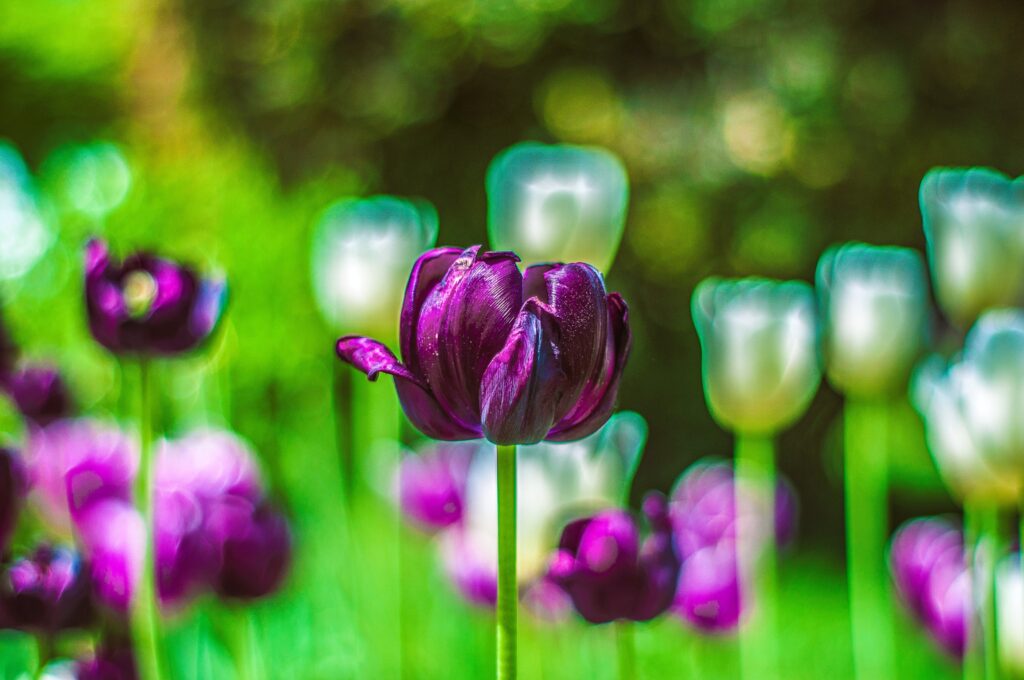 tulipanes morados al natural