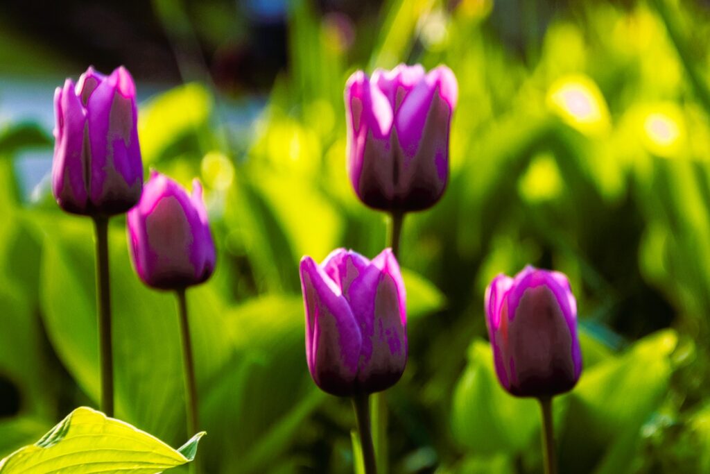 ¿Cómo se llaman los tulipane?
