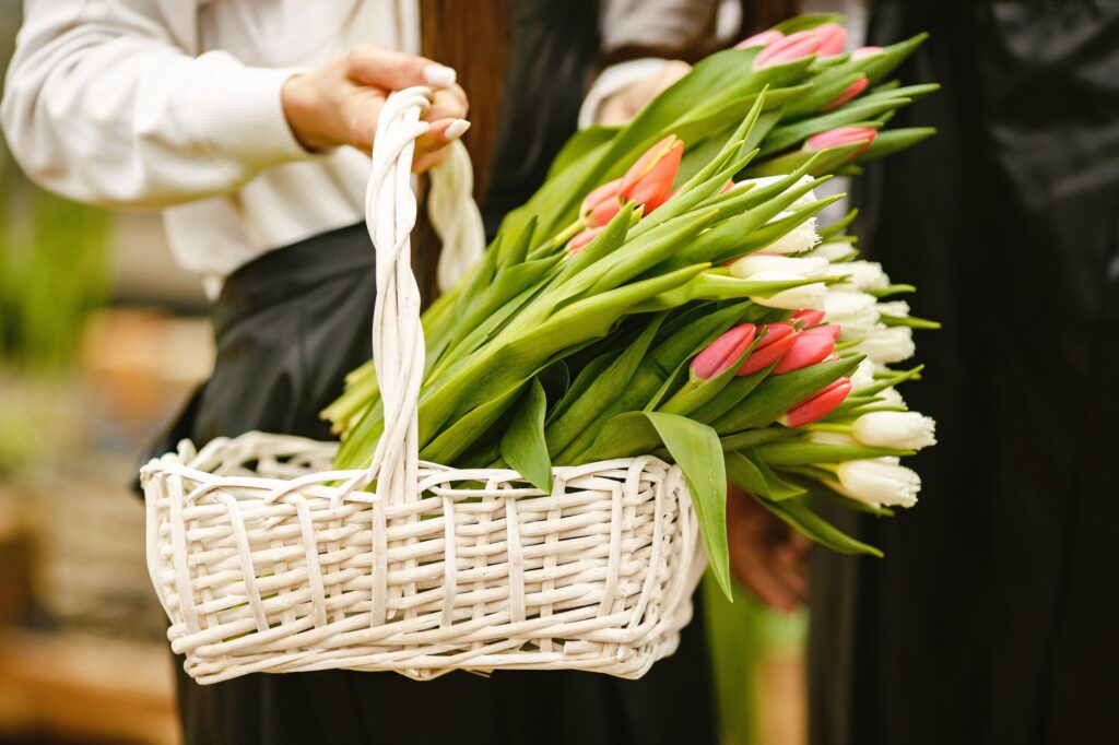 tulipanes blancos y rosas