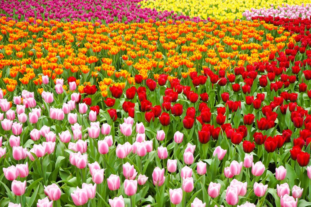 tuliponamía holandesa
