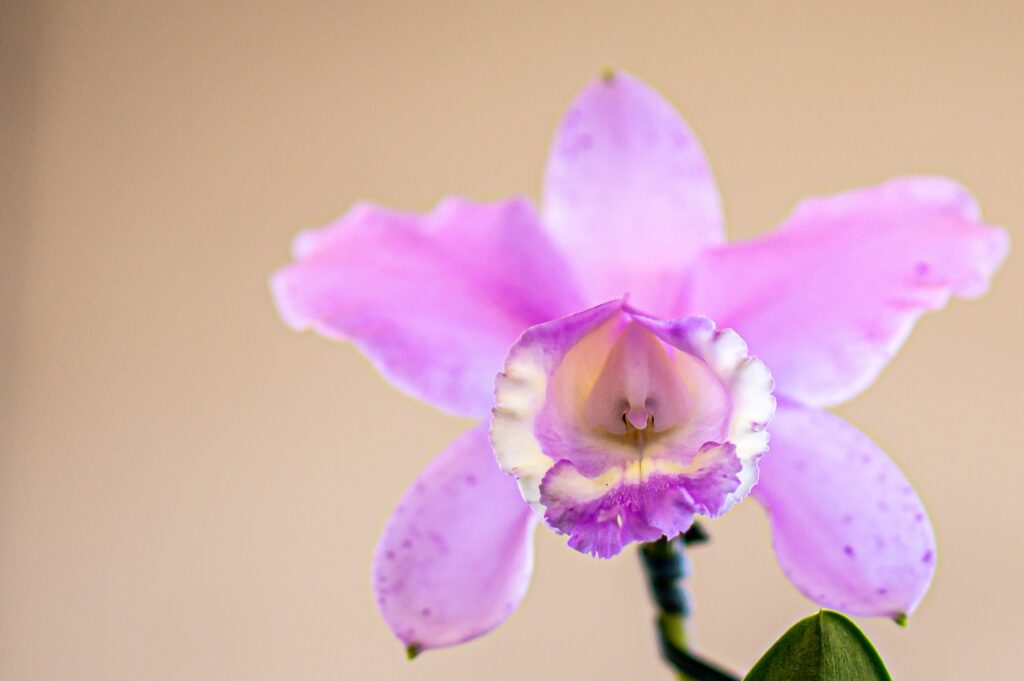 Historia de las orquídeas colombianas