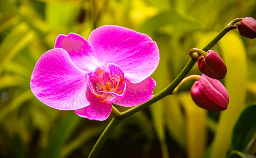 Orquídeas Phalaenopsis