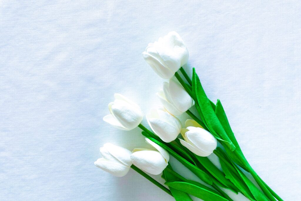 tulipanes Blancos