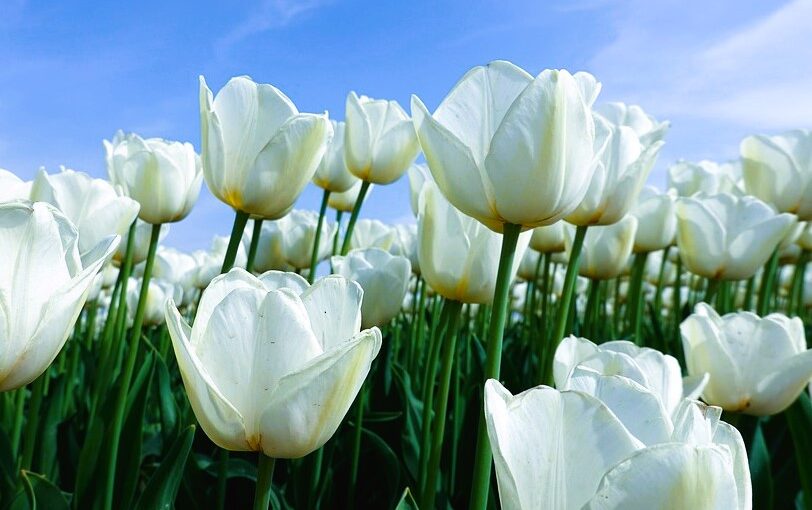 Tulipanes Blancos