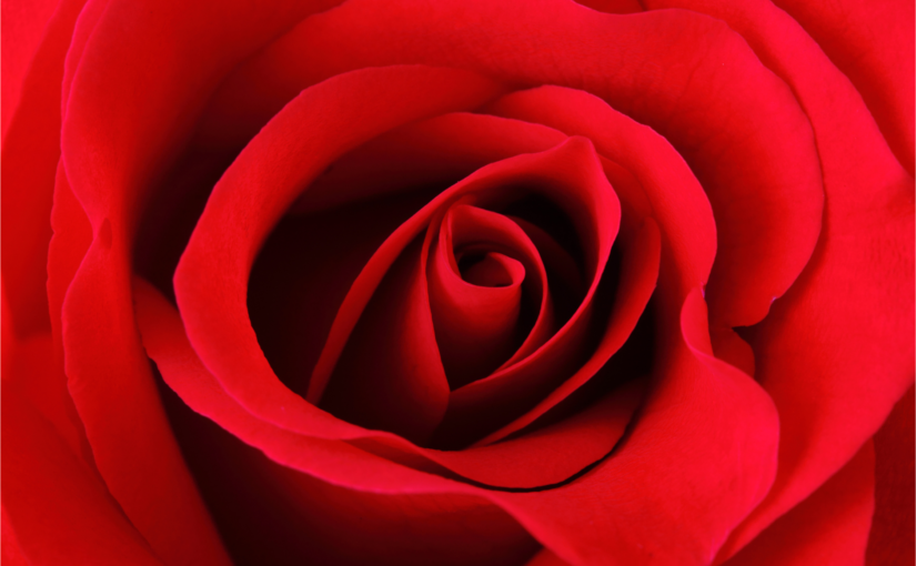Rosas Rojas Significado