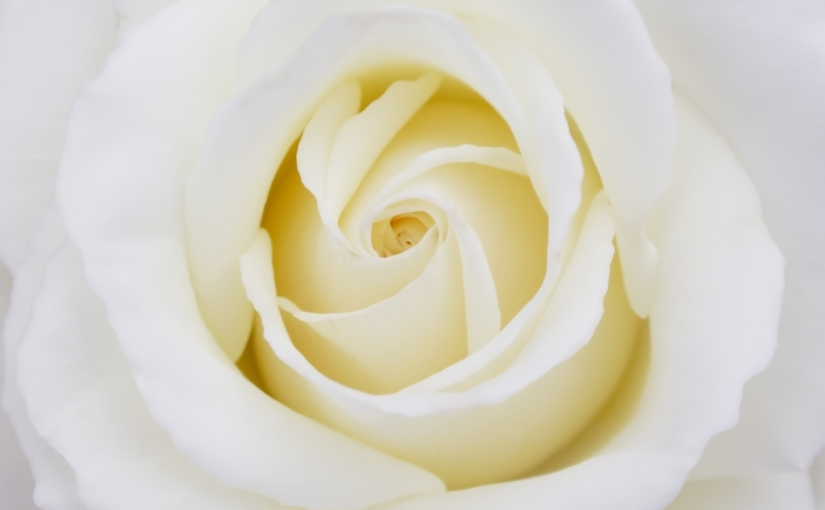 Rosas Blancas Significado