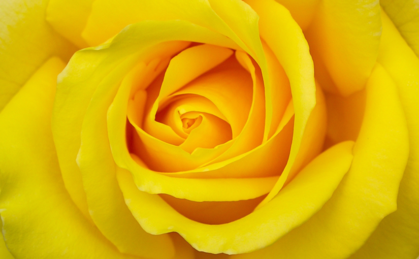 Rosas Amarillas Significado